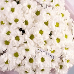 hrizantema romashka 7